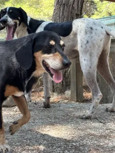 Adopt Oscar