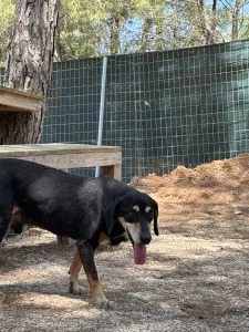 Adopt Oscar