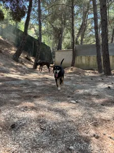 Adopt Oscar