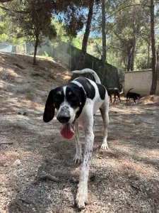 Adopt Li