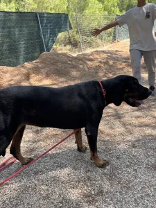 Adopt Ntora