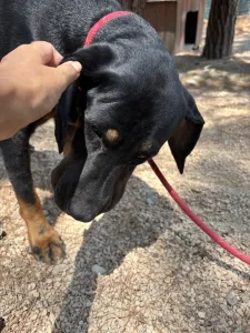 Adopt Ntora