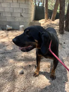 Adopt Ntora