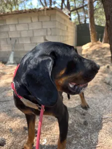 Adopt Ntora