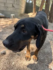 Adopt Ntora