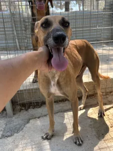 Adopt Toby