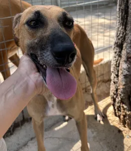 Adopt Toby