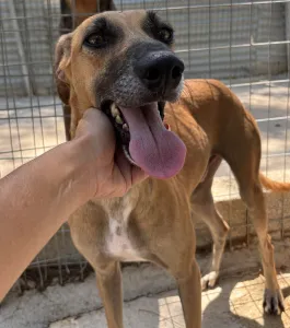 Adopt Toby