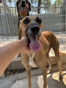 Adopt Toby