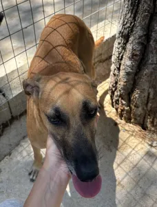 Adopt Toby