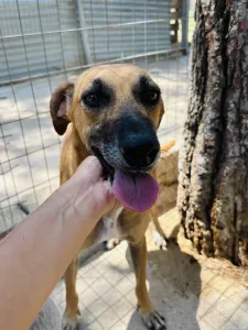Adopt Toby
