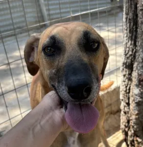 Adoption profile for Toby