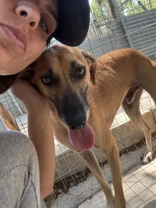 Adopt Toby