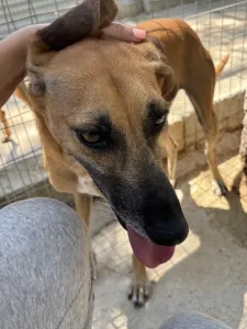 Adopt Toby