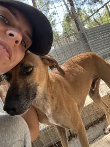 Adopt Toby
