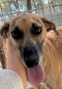 Adopt Toby