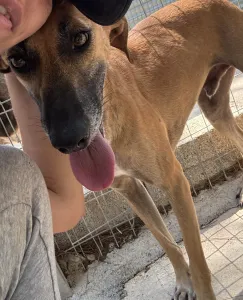Adopt Toby