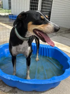 Adoptie hond Liza