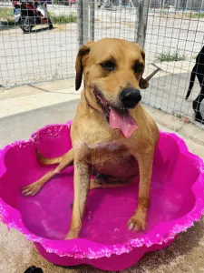 Adopt Petros