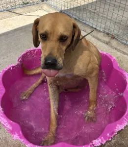 Adopt Petros