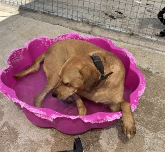 Adopt Petros