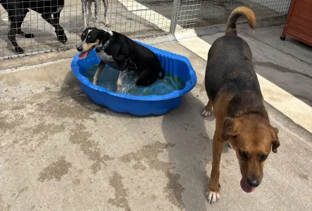 Adopt Kapios
