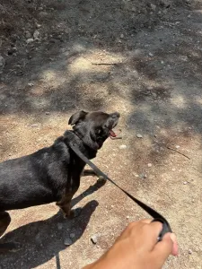 Adopt Afi