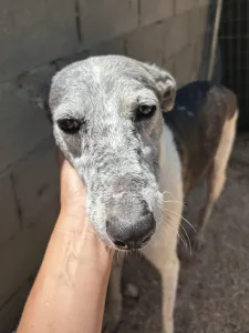 Hund Lucky adoptieren