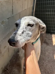 Hund Lucky adoptieren