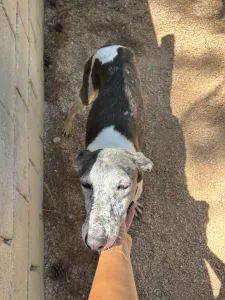 Hund Lucky adoptieren