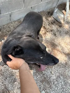 Adopt Afi