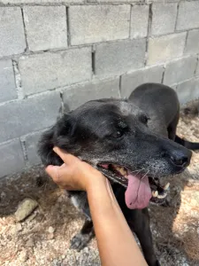 Adopt Afi