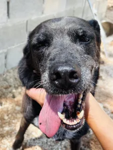 Adopt Afi