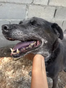 Adopt Afi