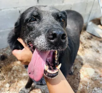 Adoption profile for Afi