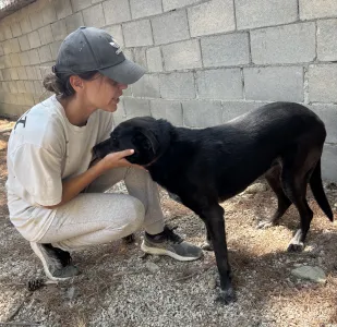 Adopt Afi