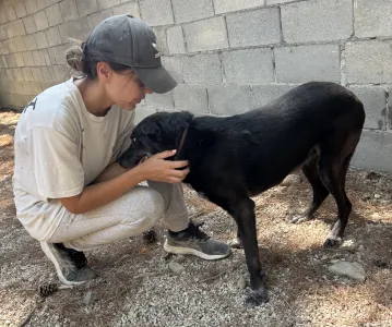 Adopt Afi