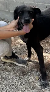 Adopt Afi
