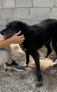 Adopt Afi