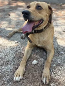 Adopt Petros