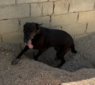 Adopt Afi
