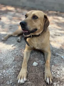 Adopt Petros