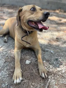 Adopt Petros