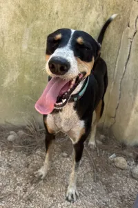 Adoptie hond Liza