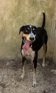 Adoptie hond Liza