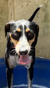 Adoptie hond Liza