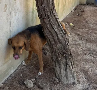 Adopt Kapios