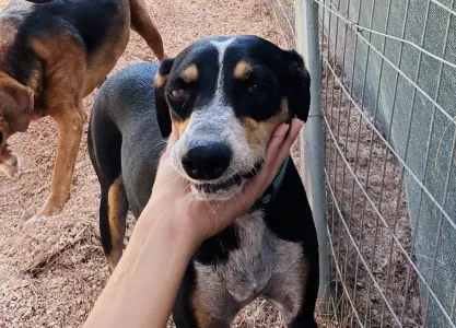 Adoption profile for Liza