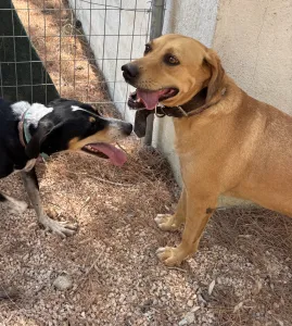 Adopt Petros