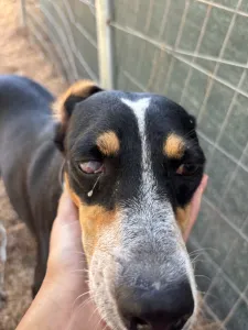 Adoptie hond Liza